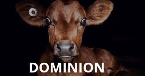 Dominion, vegan documentary, vegansk dokumentar, veganisme, vegansk blog